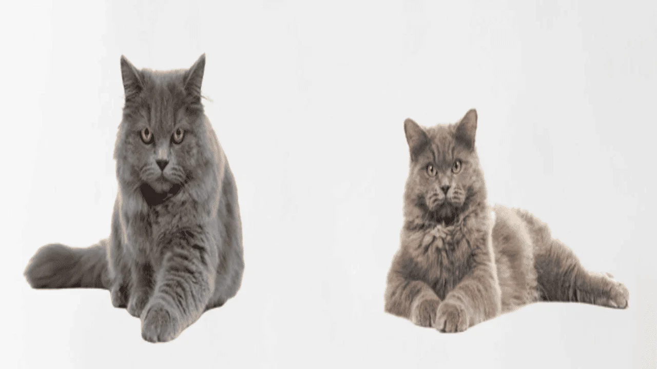 The British Longhair Cat