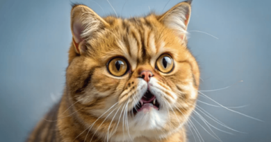 The Exotic Shorthair cat