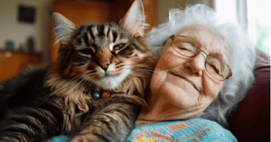 The Healing Power of Therapy Cats