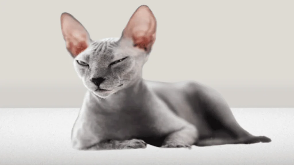 The Sphynx cat
