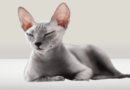 The Sphynx cat