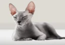 The Sphynx cat