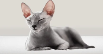 The Sphynx cat