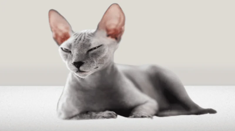 The Sphynx cat