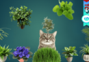 Top Cat-Friendly Plants