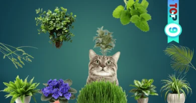 Top Cat-Friendly Plants