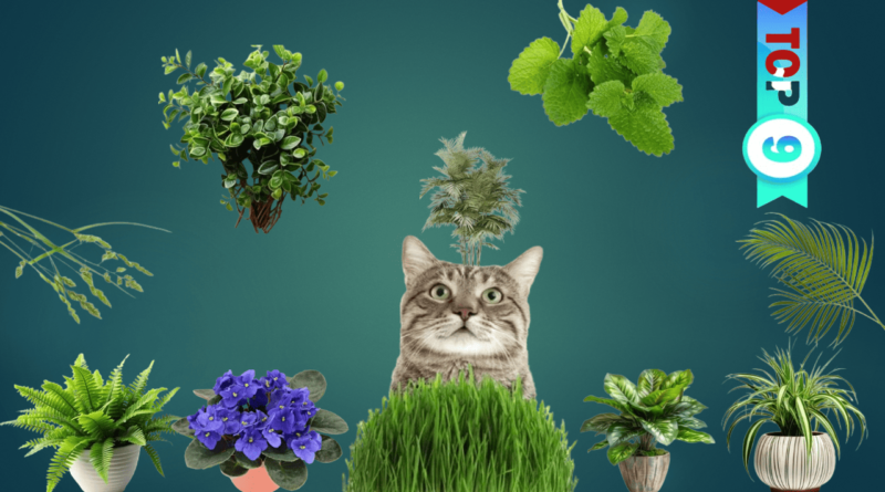 Top Cat-Friendly Plants