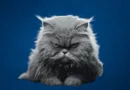 What Is Your Cat Saying