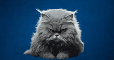 What Is Your Cat Saying