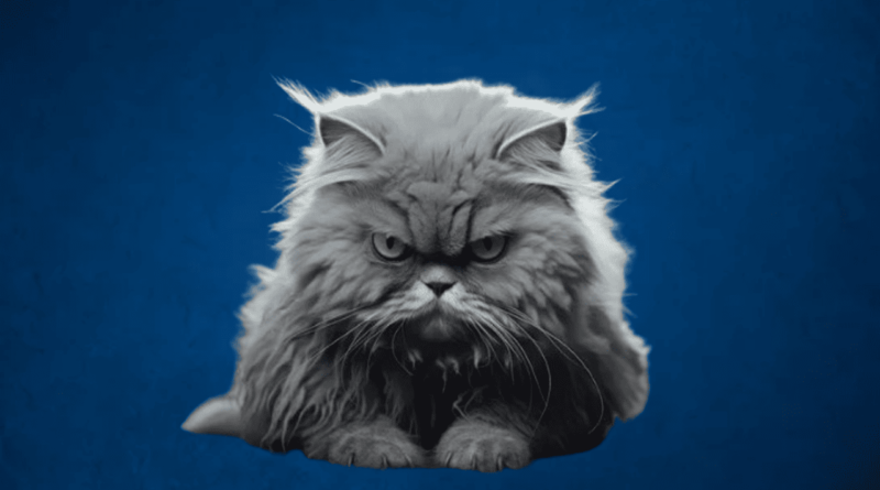 What Is Your Cat Saying