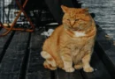 Caring for Old Cats