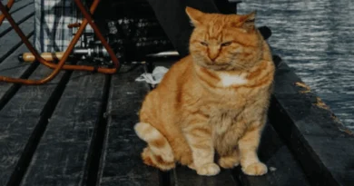 Caring for Old Cats
