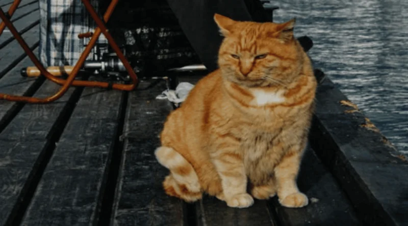 Caring for Old Cats