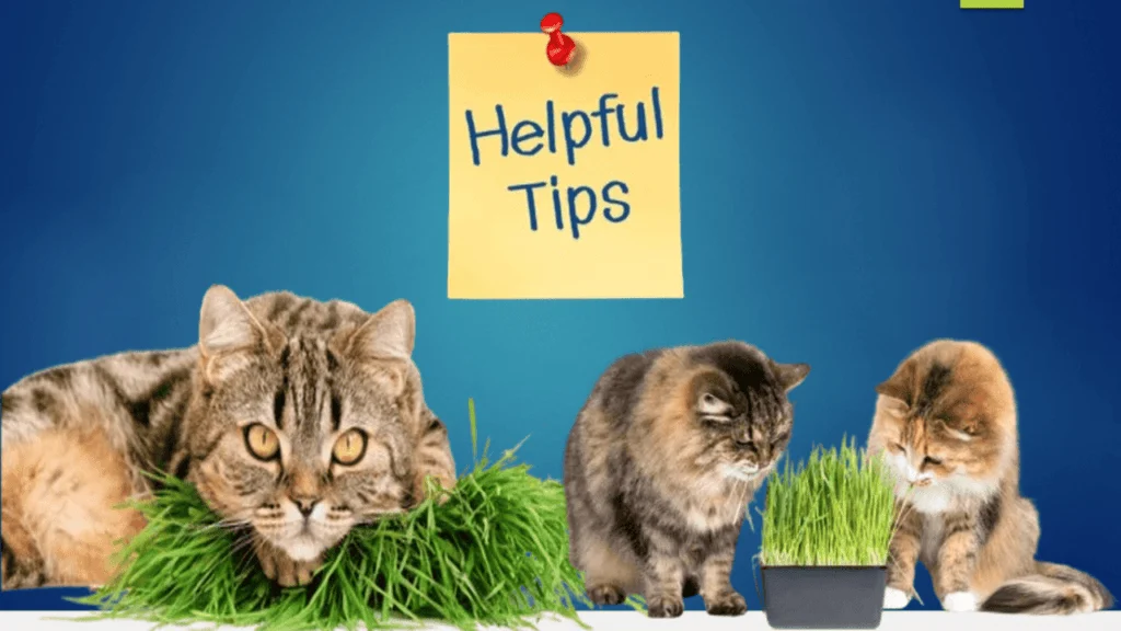 cat grass for our feline friends
