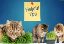 cat grass for our feline friends