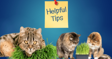 cat grass for our feline friends