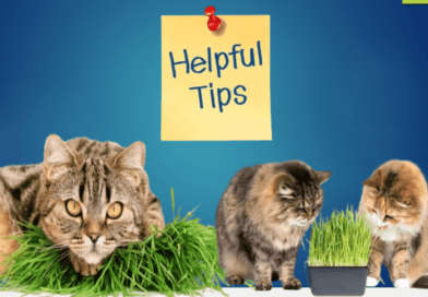 cat grass for our feline friends