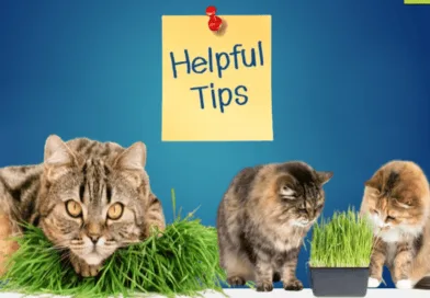 cat grass for our feline friends