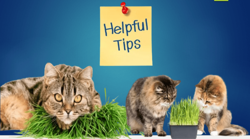 cat grass for our feline friends