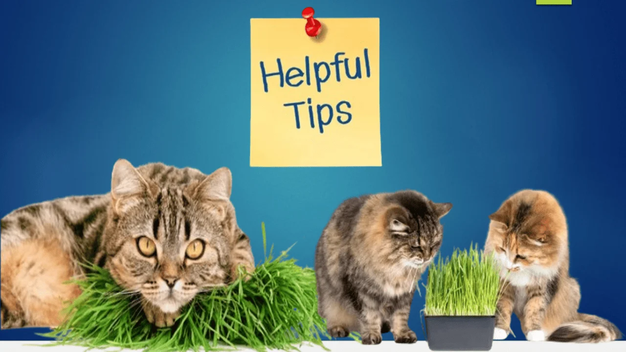 cat grass for our feline friends