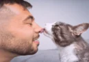 Cat Licks You