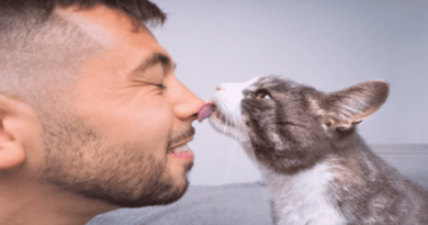 Cat Licks You