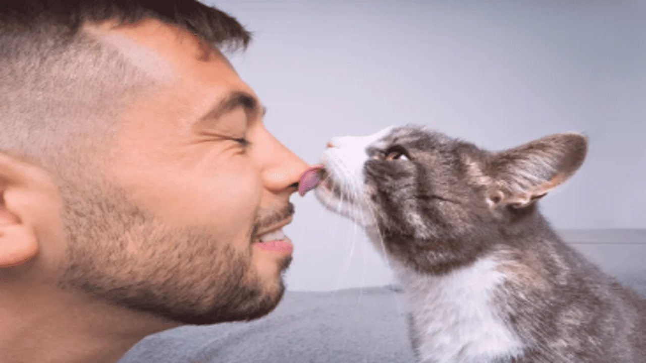 Cat Licks You