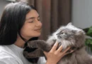 Calling Cats in Different Languages1