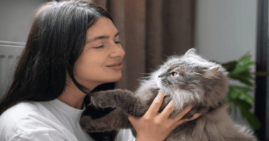 Calling Cats in Different Languages1