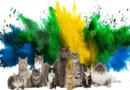cats in brizilian culture
