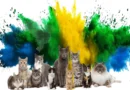 cats in brizilian culture