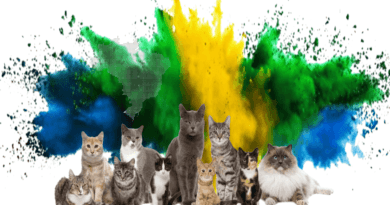 cats in brizilian culture