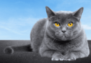 the british shorthair cat