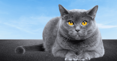 the british shorthair cat