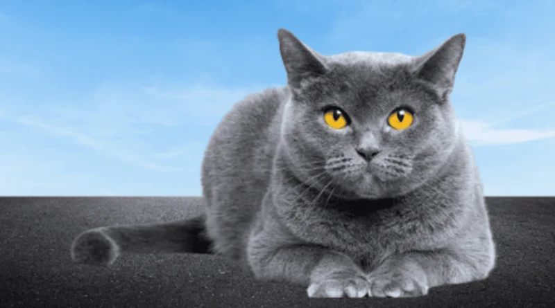 the british shorthair cat