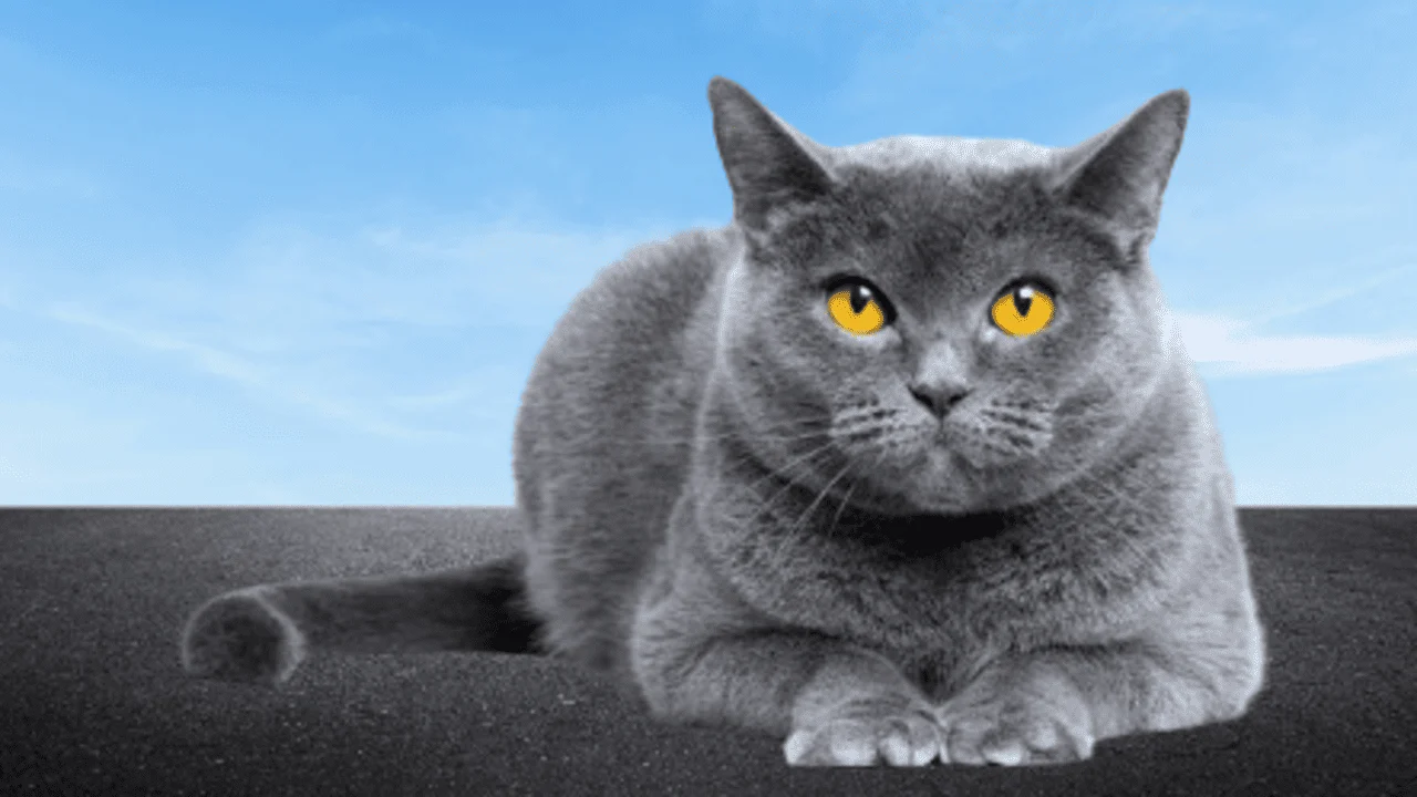 the british shorthair cat