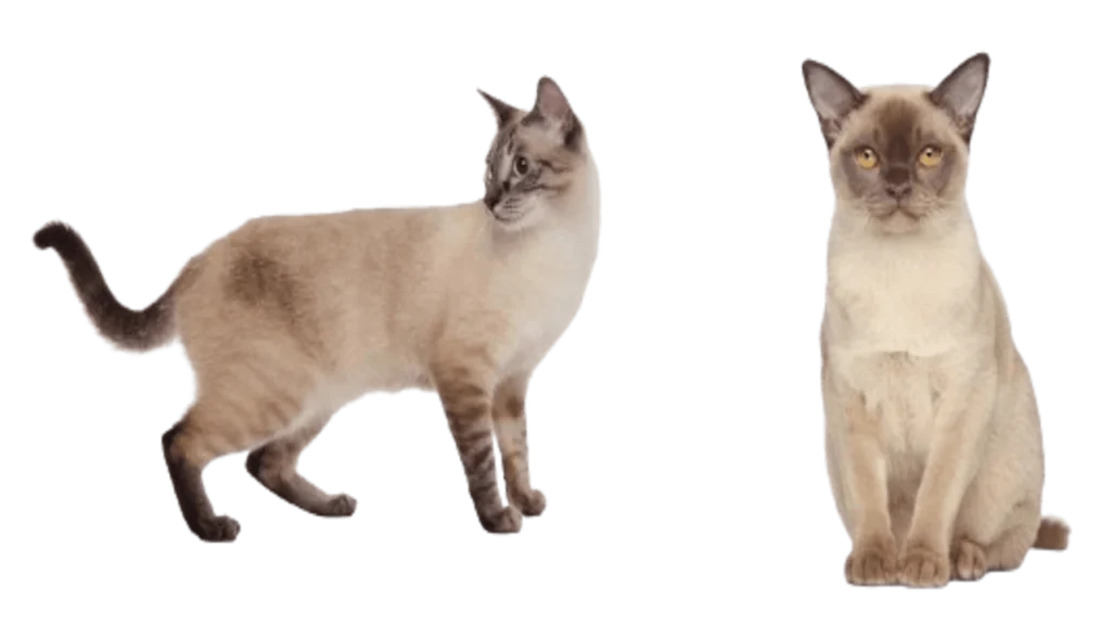the burmese cat