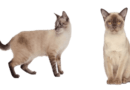 the burmese cat