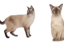 the burmese cat