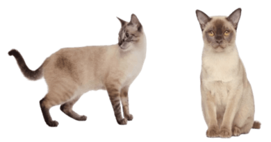 the burmese cat