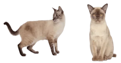 the burmese cat