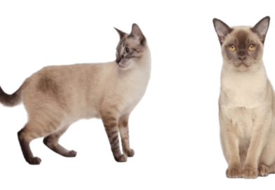 the burmese cat