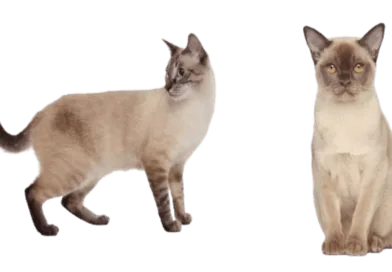 the burmese cat