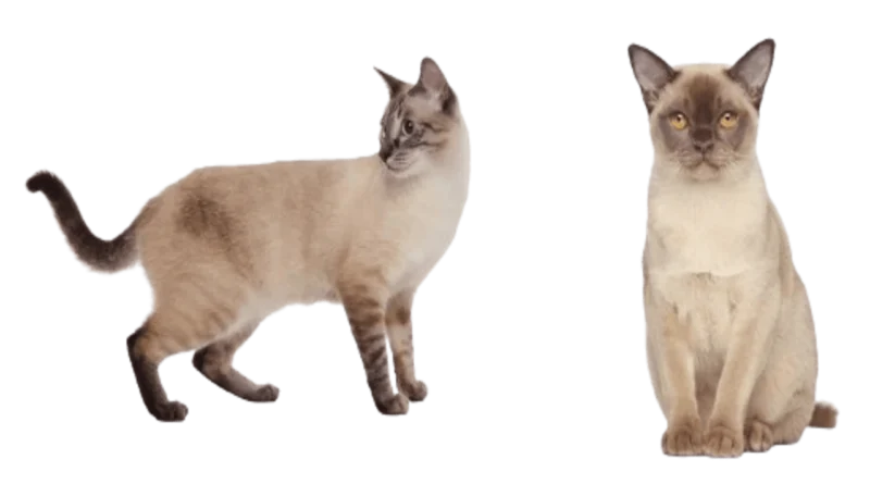 the burmese cat