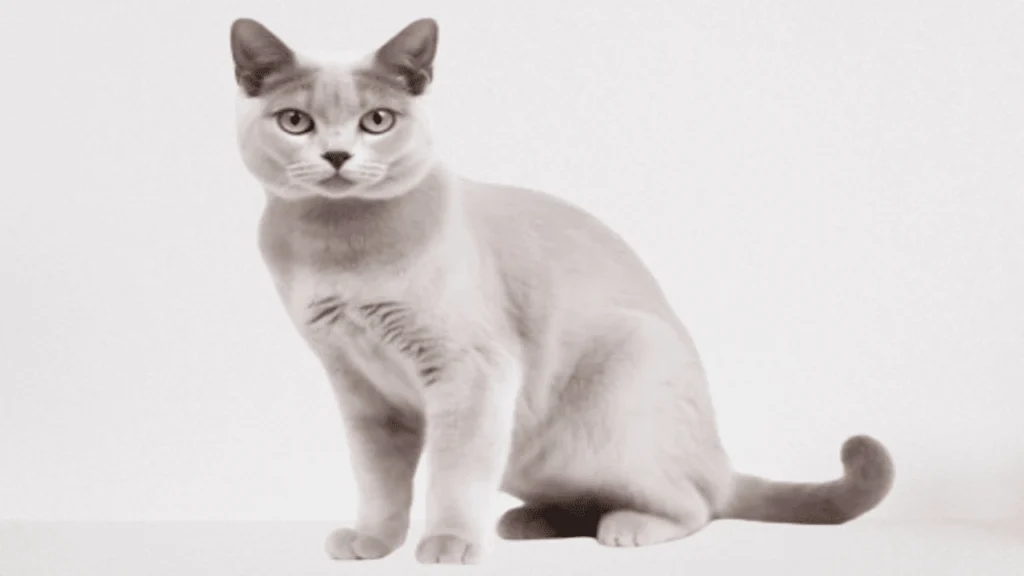 the burmilla cat