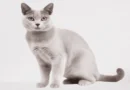 the burmilla cat