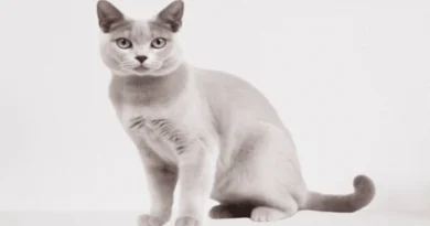 the burmilla cat