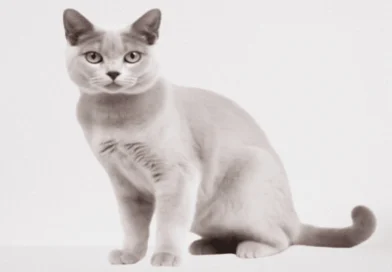 the burmilla cat