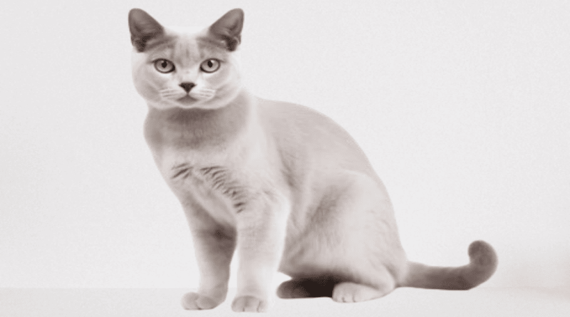 the burmilla cat