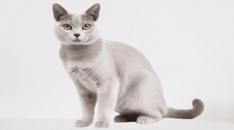 the burmilla cat